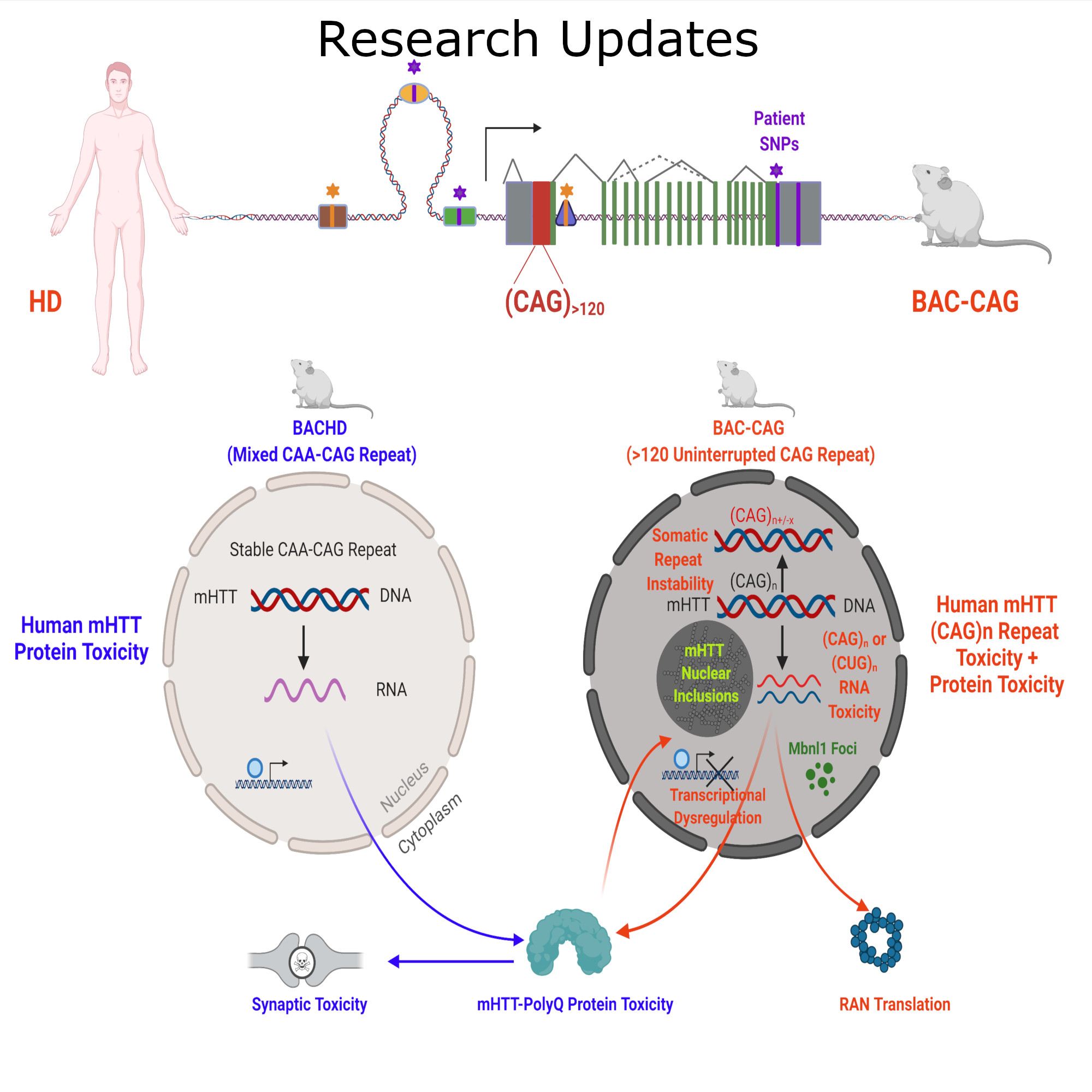 Publications - Yang's Lab