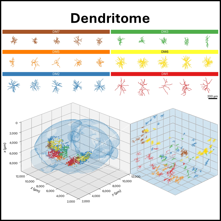 Dendritome